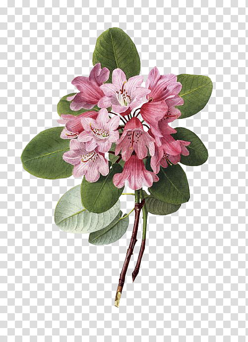 Pink Flower, Botanical Illustration, Botany, Painting, Art, Purple Rhododendron, Shrub, Printing transparent background PNG clipart