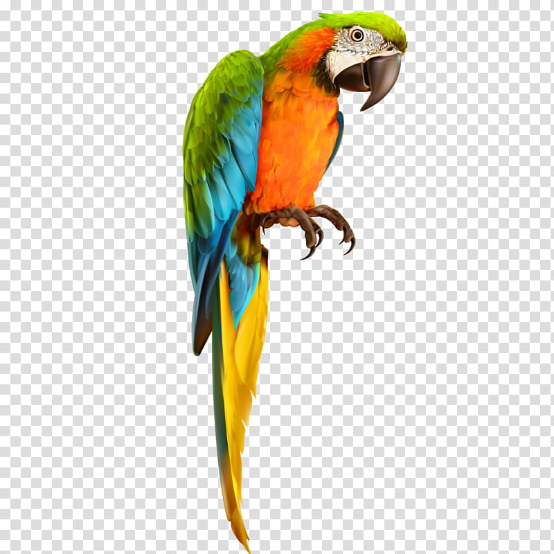 Bird Parrot, Macaw, Hyacinth Macaw, Blueandyellow Macaw, Scarlet Macaw, Feather, Beak, Parakeet transparent background PNG clipart