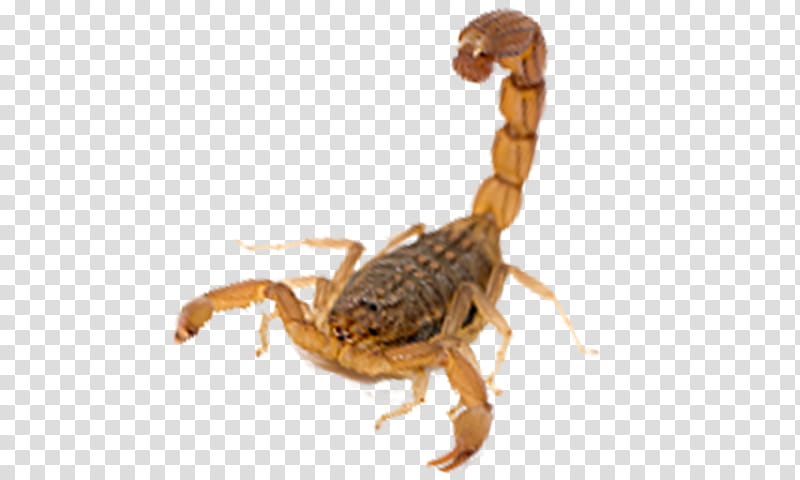 scorpion arachnid insect terrestrial animal pest, Parasite, Spider transparent background PNG clipart
