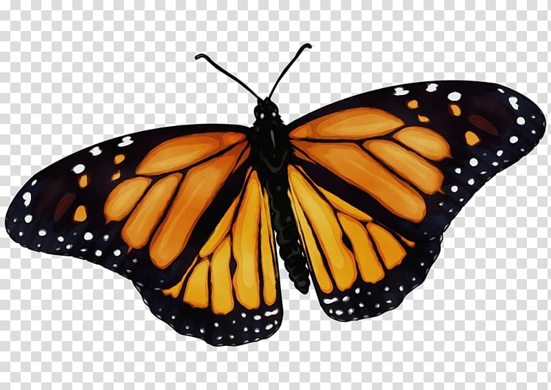 Monarch butterfly, Watercolor, Paint, Wet Ink, Moths And Butterflies, Insect, Cynthia Subgenus, Viceroy Butterfly transparent background PNG clipart