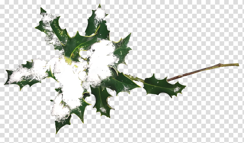 christmas holly Ilex holly, Christmas , Flower, Plant, Leaf, Tree, Plane, Ivy transparent background PNG clipart