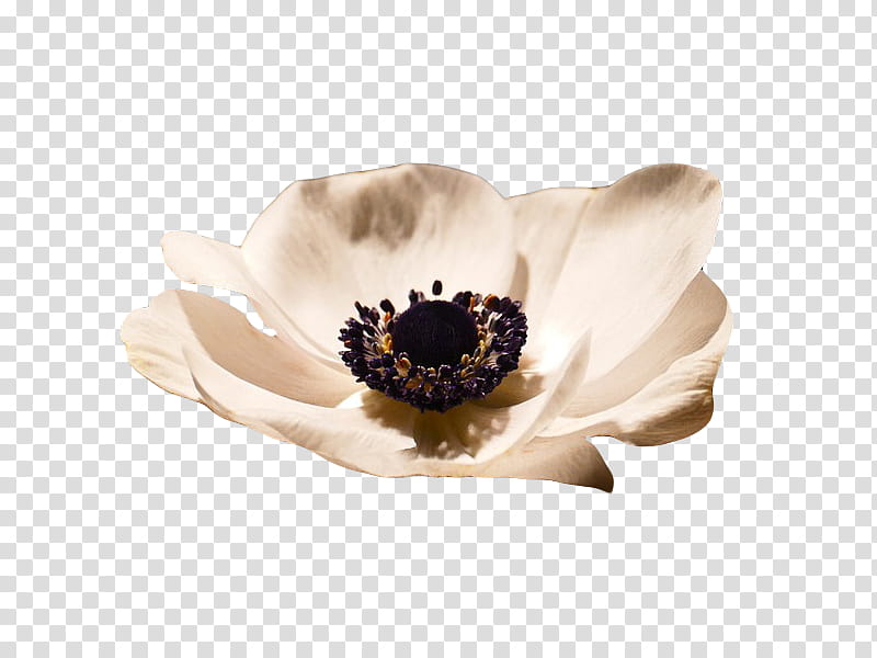 , white poppy flower in bloom transparent background PNG clipart