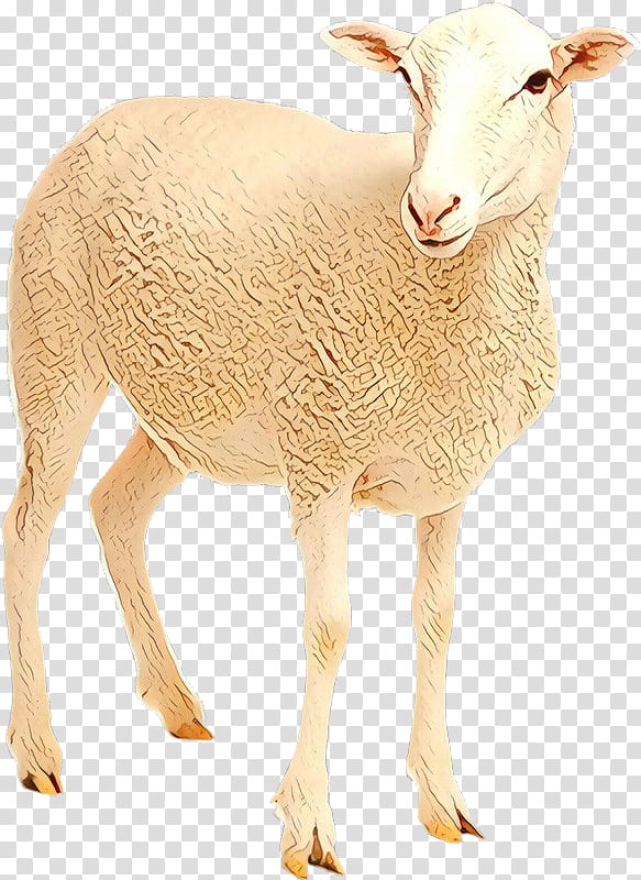 Eid Al Adha Islamic, Eid Mubarak, Muslim, Toggenburg Goat, Barbari Goat, Live, Scottish Blackface, Drawing transparent background PNG clipart
