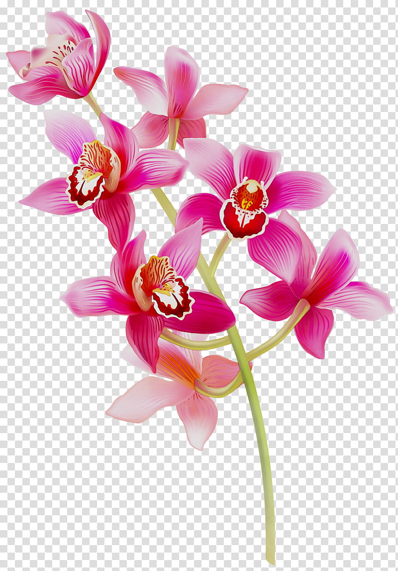 Floral Flower, Phalaenopsis Equestris, Spathoglottis, Cut Flowers, Dendrobium, Artificial Flower, Floral Design, Cattleya Orchids transparent background PNG clipart
