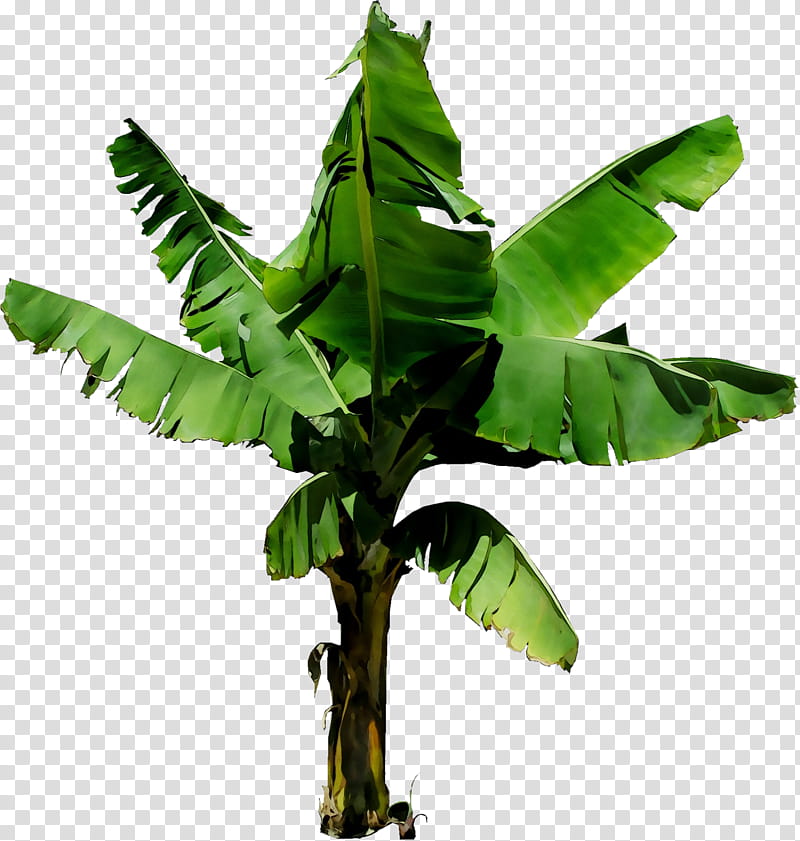Free download | Banana Leaf, Tree, Plant Stem, Flower, Houseplant ...