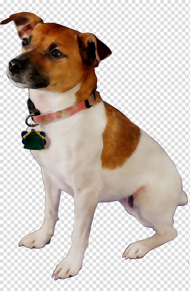 Rat, Miniature Fox Terrier, Plummer Terrier, Tenterfield Terrier, Jack Russell Terrier, Companion Dog, Dog Collar, Breed transparent background PNG clipart