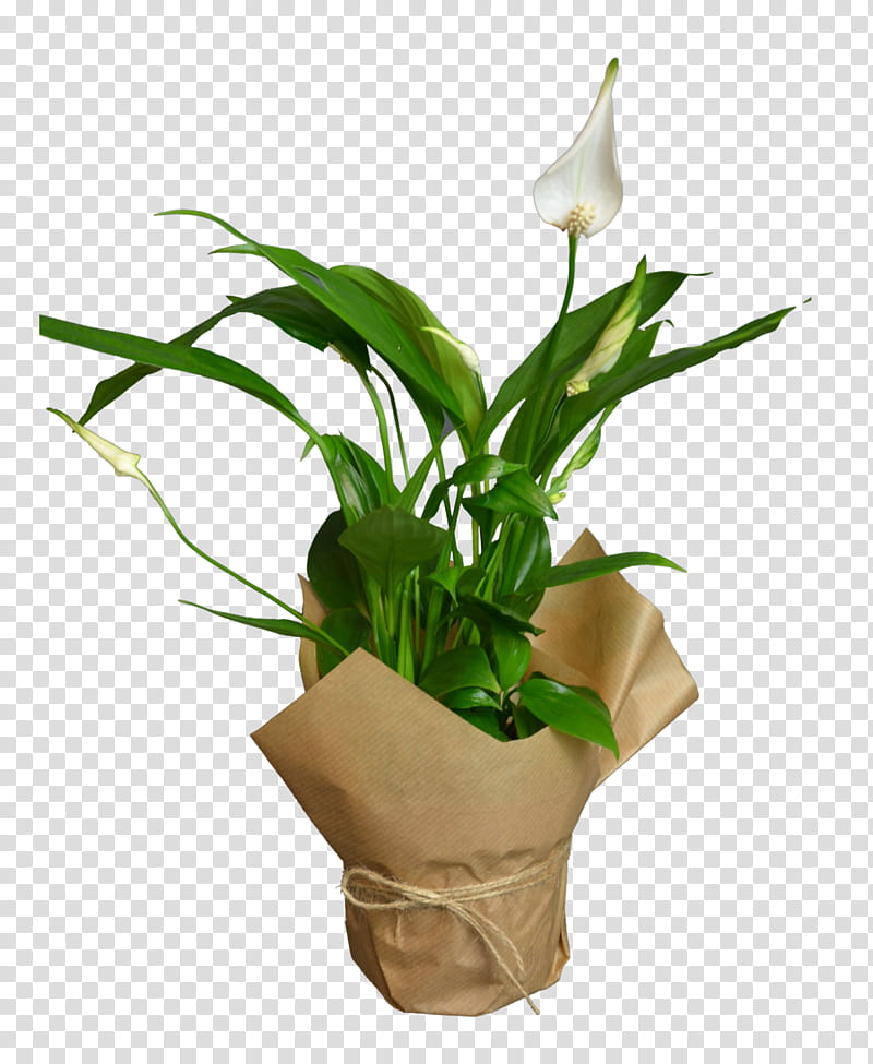 White Lily Flower, Calathea Lancifolia, Houseplant, Plants, Chinese Evergreens, Vipers Bowstring Hemp, Flowerpot, Sansevieria Zeylanica transparent background PNG clipart