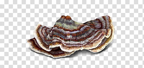 Turkey Tail Mushroom, brown petal transparent background PNG clipart
