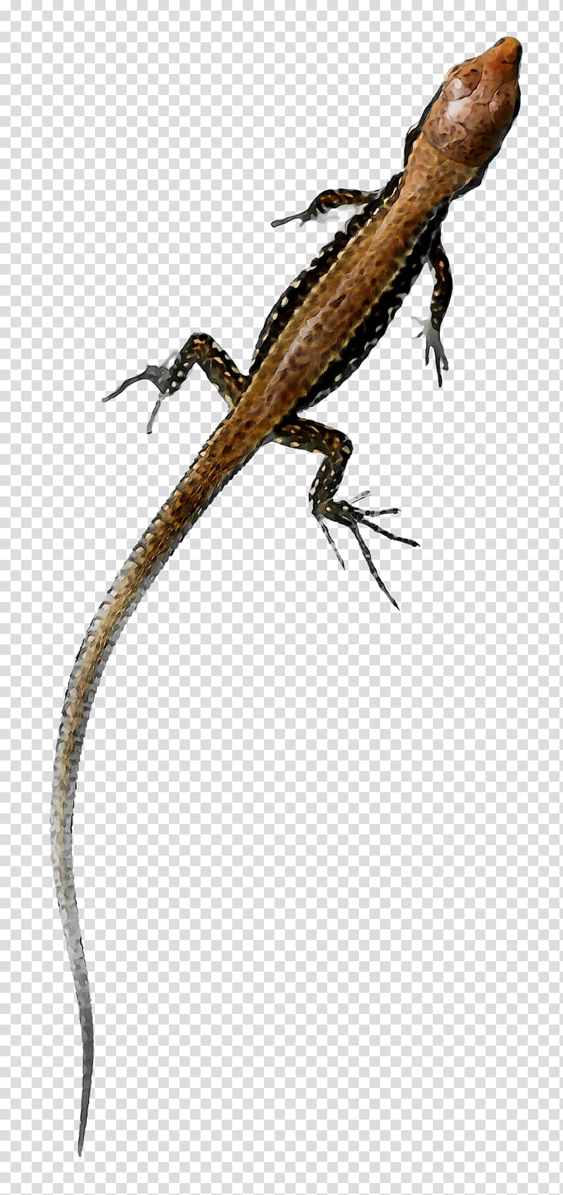Fence, Agamas, Anoles, Gecko, Lacertids, Animal, Agamid Lizards, Reptile transparent background PNG clipart