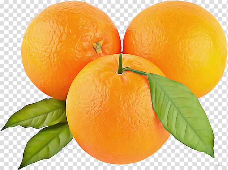 Orange, Fruit, Citrus, Food, Plant, Tangerine, Valencia Orange, Rangpur transparent background PNG clipart