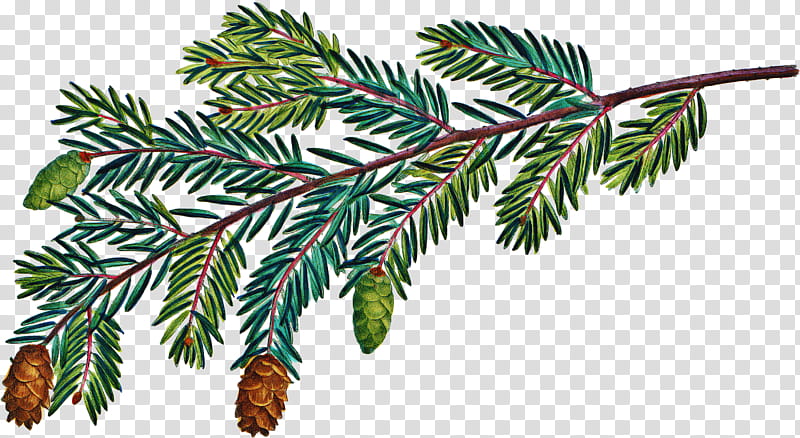 tree columbian spruce shortleaf black spruce yellow fir oregon pine, Canadian Fir, Plant, Sitka Spruce, White Pine, Jack Pine transparent background PNG clipart