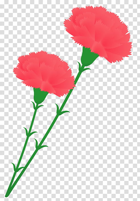 Background Family Day, Carnation, Cut Flowers, Garden Roses, Nosegay, Mothers Day, Plants, Petal transparent background PNG clipart