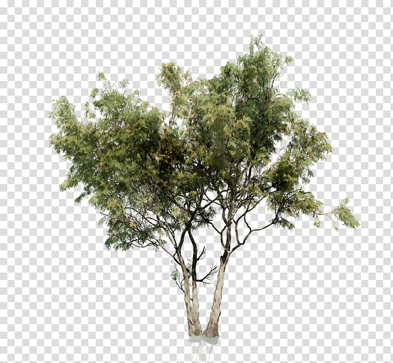 Family Tree, Black Locust, Branch, Oak, Shrub, Crown, Plants, Woody Plant transparent background PNG clipart