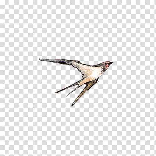 Sparrow xp, barn swallow flying illustration transparent background PNG clipart