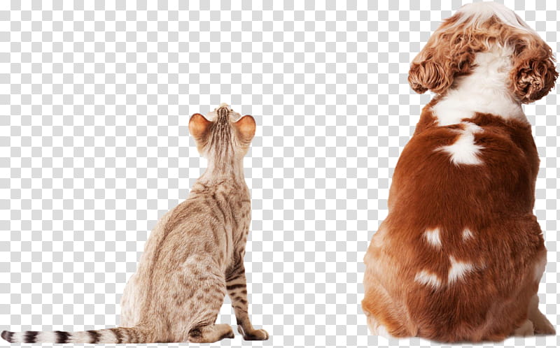Dog And Cat, Pet, Pet Insurance, Veterinarian, Cats Dogs, Pet Sitting, Rescue Dog, Animal transparent background PNG clipart