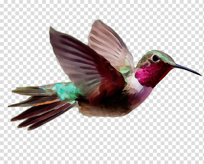 Hummingbird, Watercolor, Paint, Wet Ink, Beak, Rufous Hummingbird, Feather, Wing transparent background PNG clipart