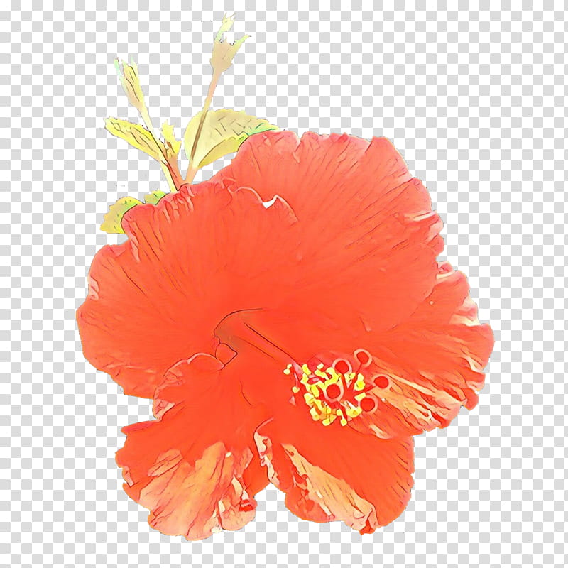 Orange, Cartoon, Hibiscus, Flowering Plant, Hawaiian Hibiscus, Petal, Chinese Hibiscus, Mallow Family transparent background PNG clipart