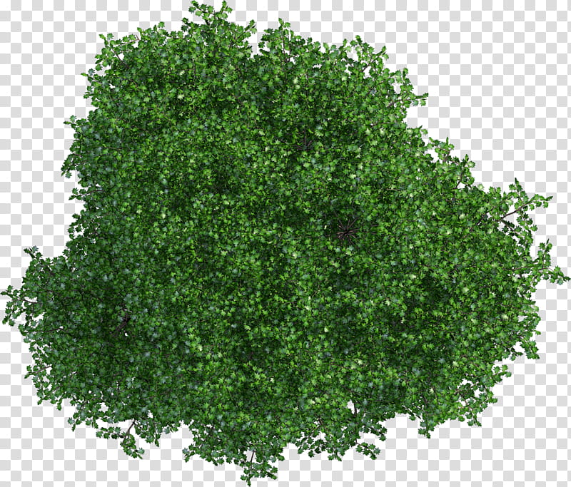 Oak Tree Leaf, Green, , Web Design, Walnut Tree, Desktop , Cartoon, Plant transparent background PNG clipart