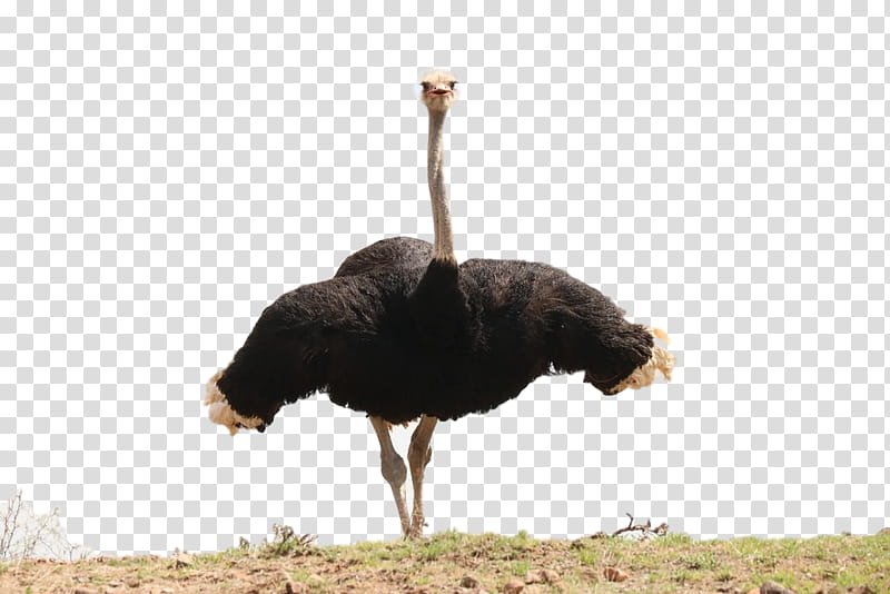 Cartoon Bird, Common Ostrich, Ostriches, Flightless Bird, Animal, Beak, Ratite, Wildlife transparent background PNG clipart