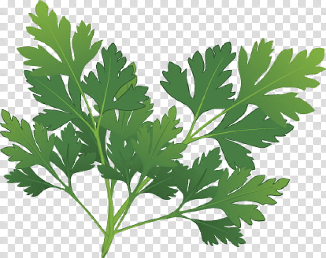 Plant Leaf, Herb, Spice, Parsley, Oregano, Fines Herbes, Rosemary, Thyme transparent background PNG clipart