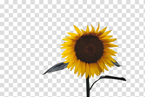 Syl  Watchers , yellow sunflower illustration transparent background PNG clipart
