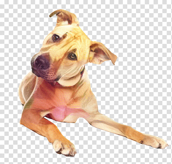 Dog, American Pit Bull Terrier, Puppy, Snout, Breed, American Staffordshire Terrier, Fawn, Sporting Group transparent background PNG clipart