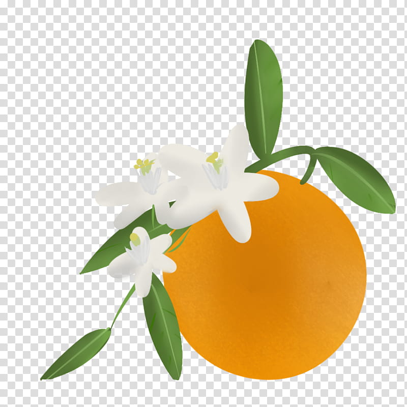 Watercolor Flower, Orange, Orange Blossom, Artist, Orange Flower Water, Watercolor Painting, Drawing, Citrus transparent background PNG clipart