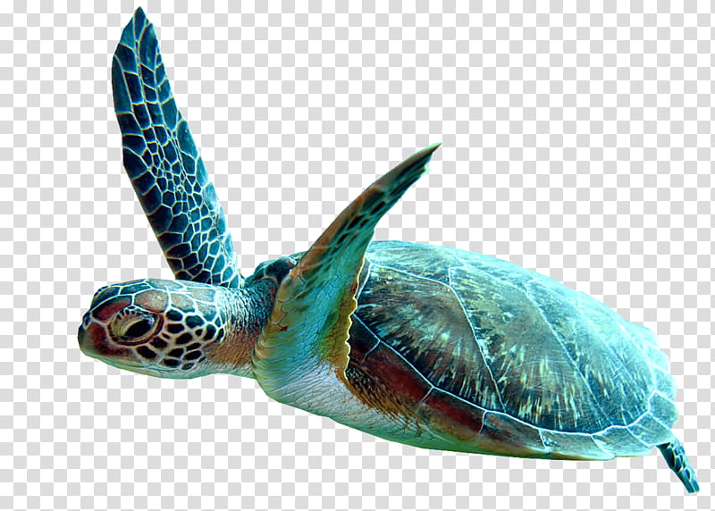 Sea Turtle, Loggerhead Sea Turtle, Box Turtles, Leatherback Sea Turtle ...