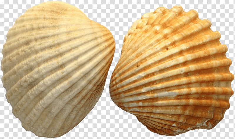 Sea, Seashell, Mollusc Shell, Ocean Sea Shell, Shell , Cockle, Clam, Bivalve transparent background PNG clipart
