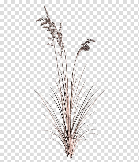 TWD Summer Grass, brown wheat field plant illustration transparent background PNG clipart