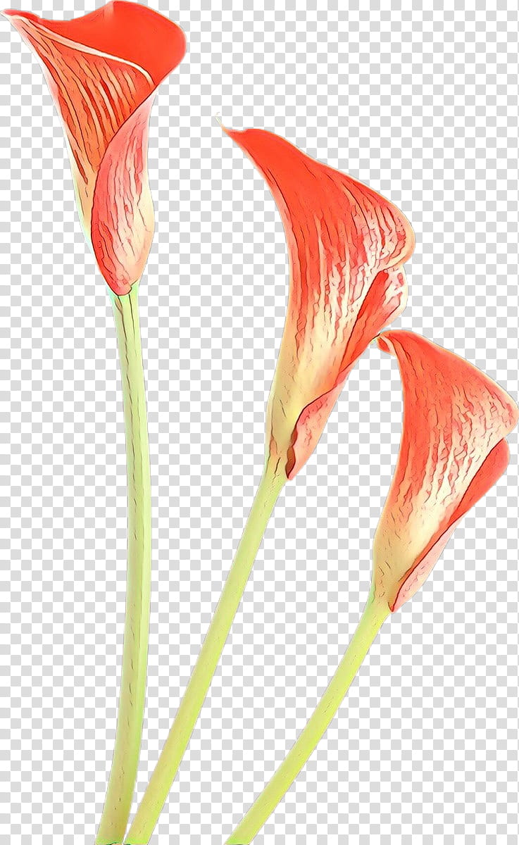 Drawing Of Family, Arum Lilies, Arumlily, Bog Arum, Flower, Arums, Cut Flowers, Water Plantains transparent background PNG clipart