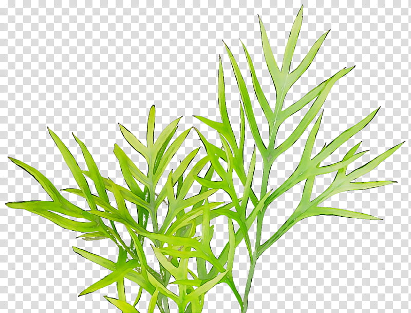 Family Tree, Sweet Grass, Plant Stem, Aquarium, Plants, Aquarium Decor, Leaf, Grass Family transparent background PNG clipart