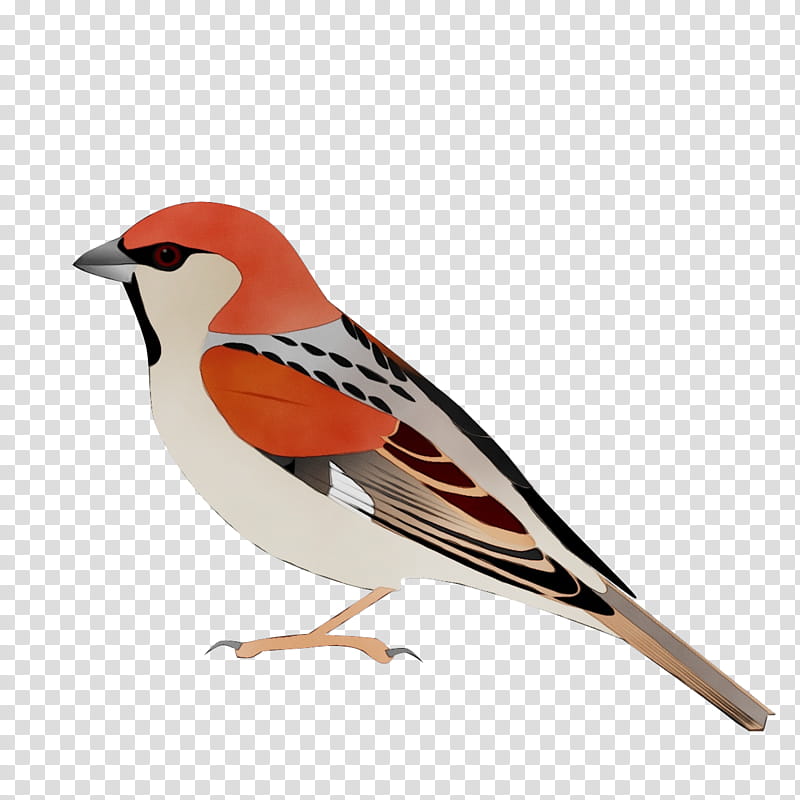 Robin Bird, Watercolor, Paint, Wet Ink, House Sparrow, Somali Sparrow, Sudan Golden Sparrow, European Robin transparent background PNG clipart
