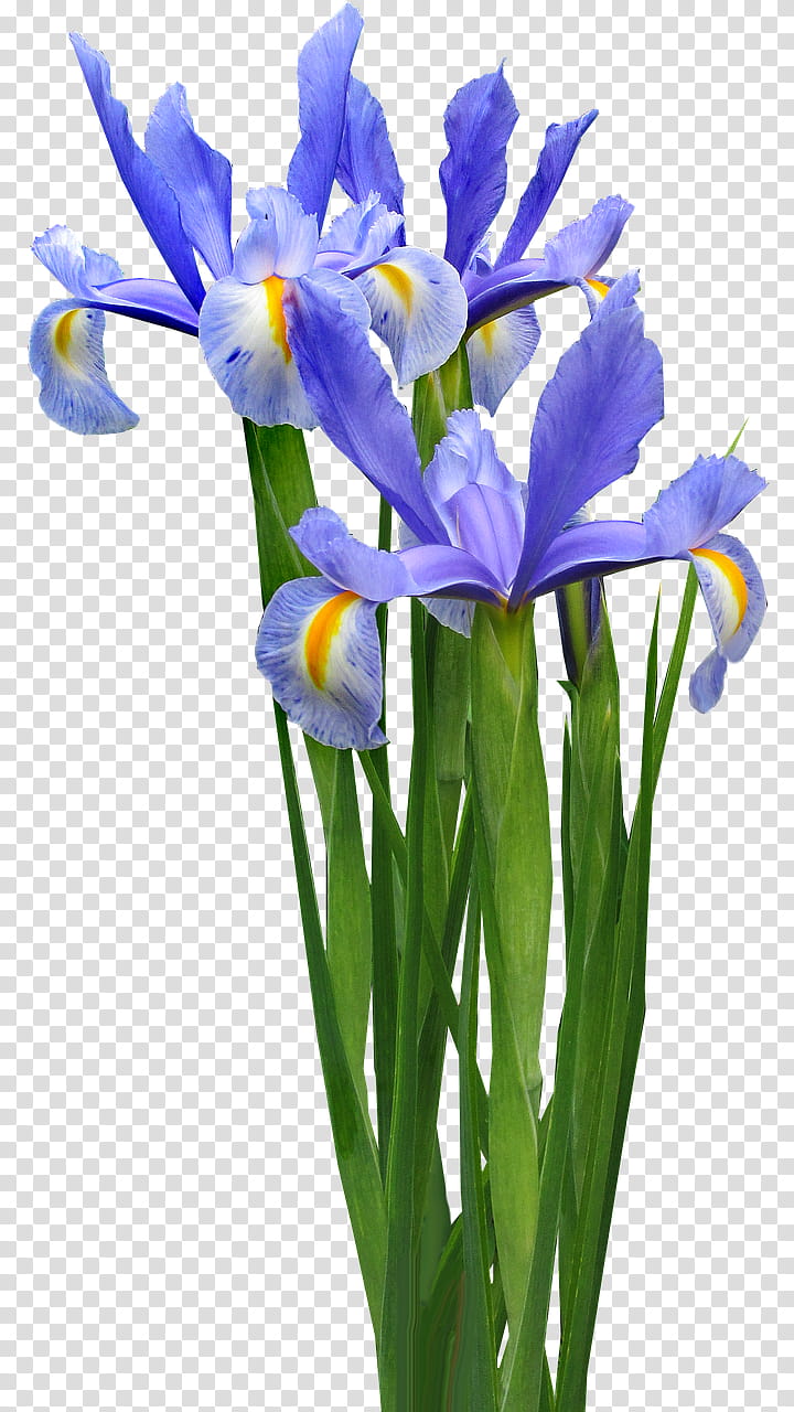 Lily Flower, Bulb, Irises, Garden, Tulip, Plants, Floristry, Flower Garden transparent background PNG clipart