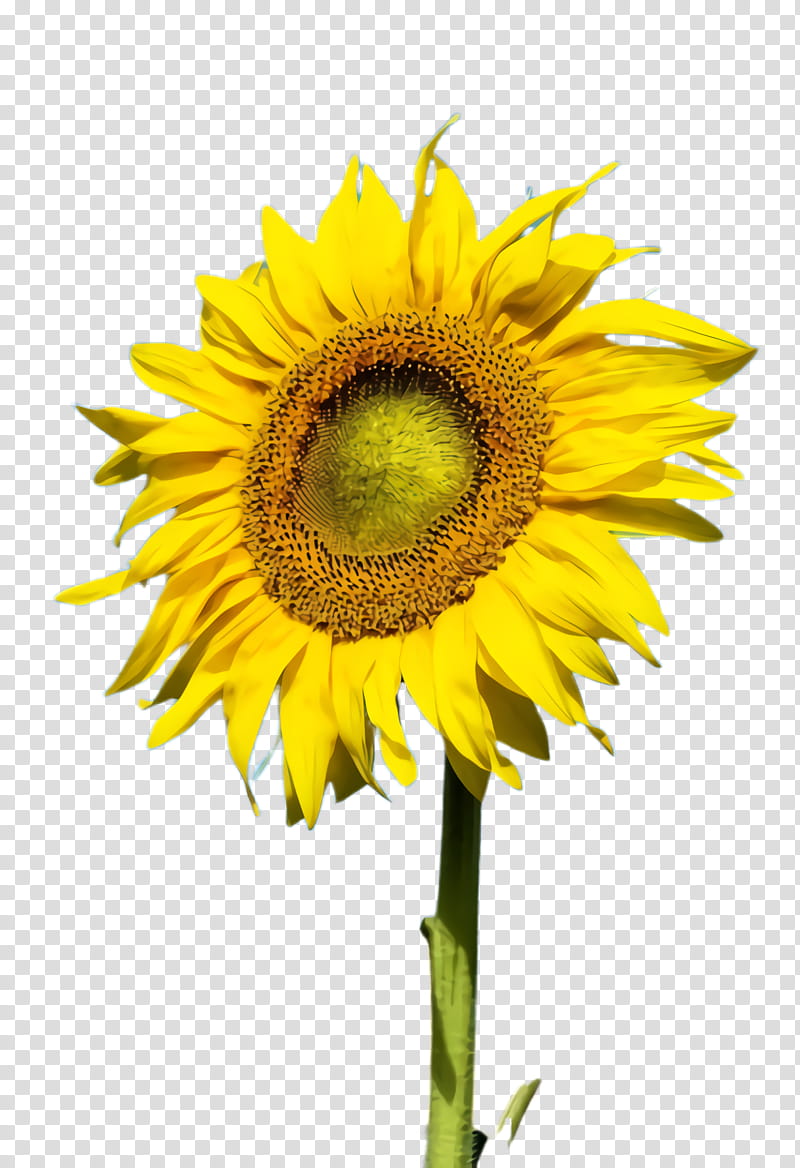 Flowers, Sunflower, Flora, Bloom, Toronto, Product Manuals, Howto, Community Gardening transparent background PNG clipart