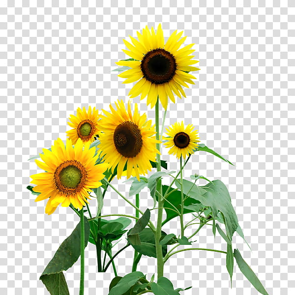 Plants, Common Sunflower, Sunflower Oil, Sunflower Seed, Butter, Sunflowers, Daisy Family, Annual Plant transparent background PNG clipart