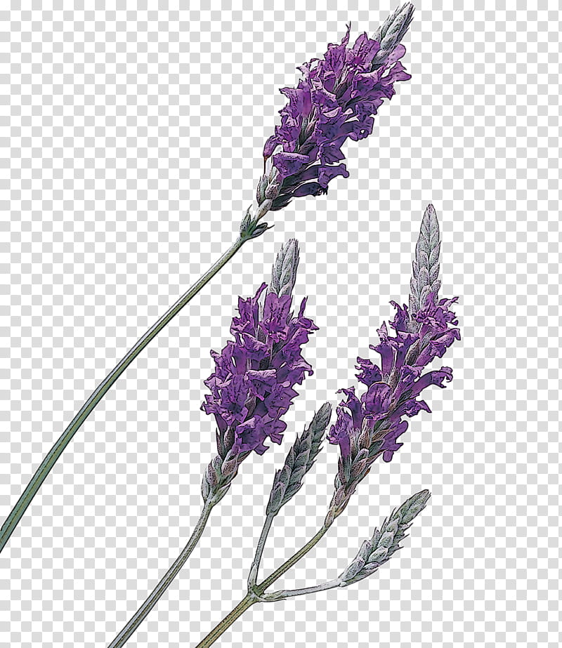Lavender, Flower, Flowering Plant, English Lavender, Purple, Lavandula Dentata, French Lavender, Perennial Plant transparent background PNG clipart