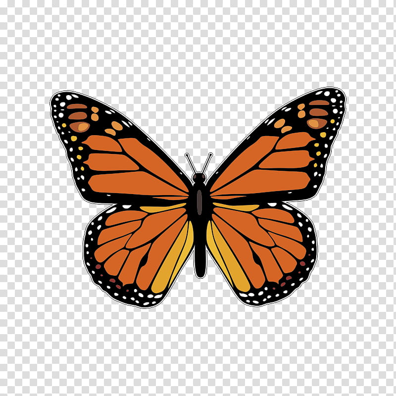 Monarch Butterfly, Pieridae, Brushfooted Butterflies, Caterpillar, Tiger Milkweed Butterflies, Moths And Butterflies, Insect, Viceroy Butterfly transparent background PNG clipart