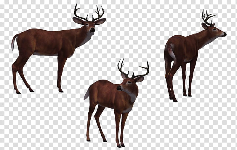 Deer Buck , three brown deers illustration transparent background PNG clipart