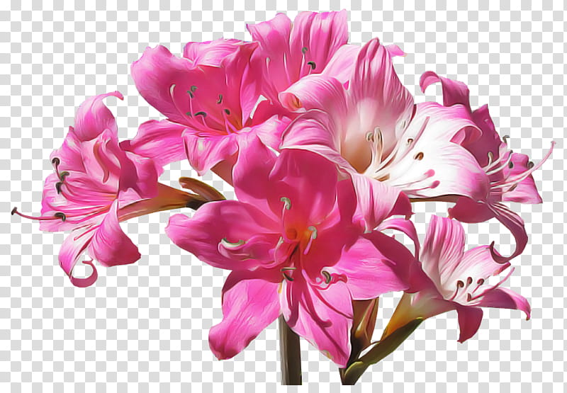 flower flowering plant plant pink petal, Cut Flowers, Magenta, Amaryllis Belladonna, Bouquet, Peruvian Lily transparent background PNG clipart