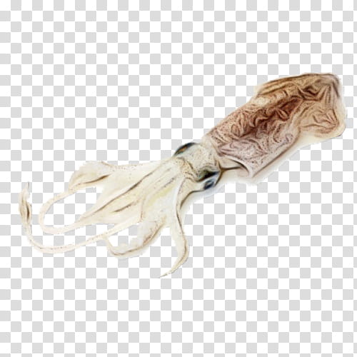 Fish, Squid, Seafood, Japanese Flying Squid, Saltwater Fish, Shellfish, Crabs, European Squid transparent background PNG clipart
