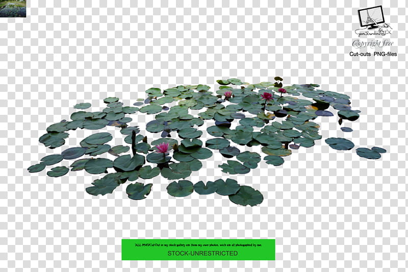 Pond, Sacred Lotus, Architecture, Lotus Effect, Plastic transparent background PNG clipart