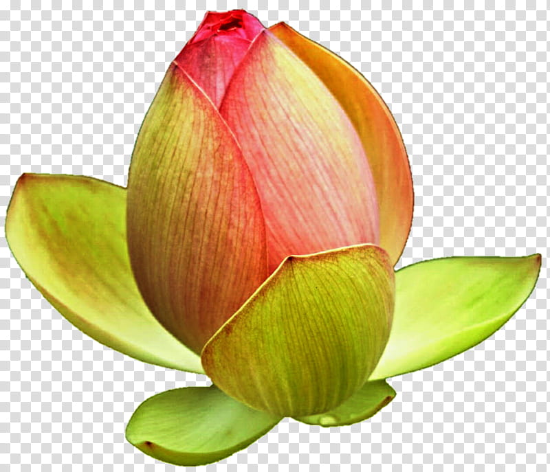 Lotus Bud transparent background PNG clipart