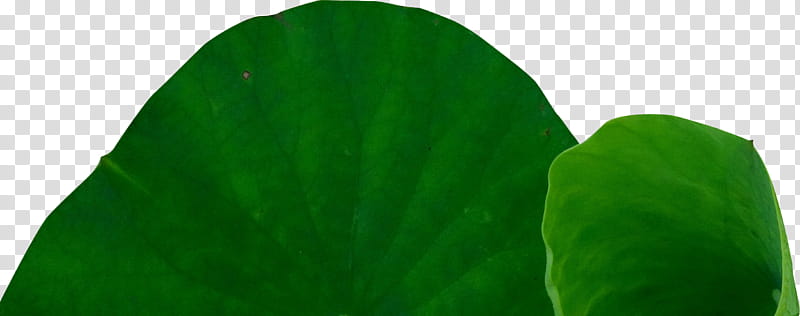 green lotus leaf transparent background PNG clipart