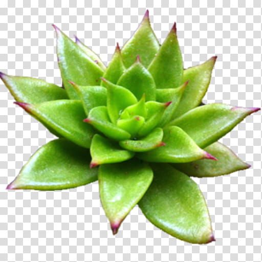 Green Leaf, Aesthetics, Cuteness, Heart, Flower, Echeveria, Plant, Terrestrial Plant transparent background PNG clipart