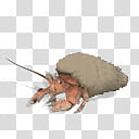 Spore creature Common hermit crab  transparent background PNG clipart