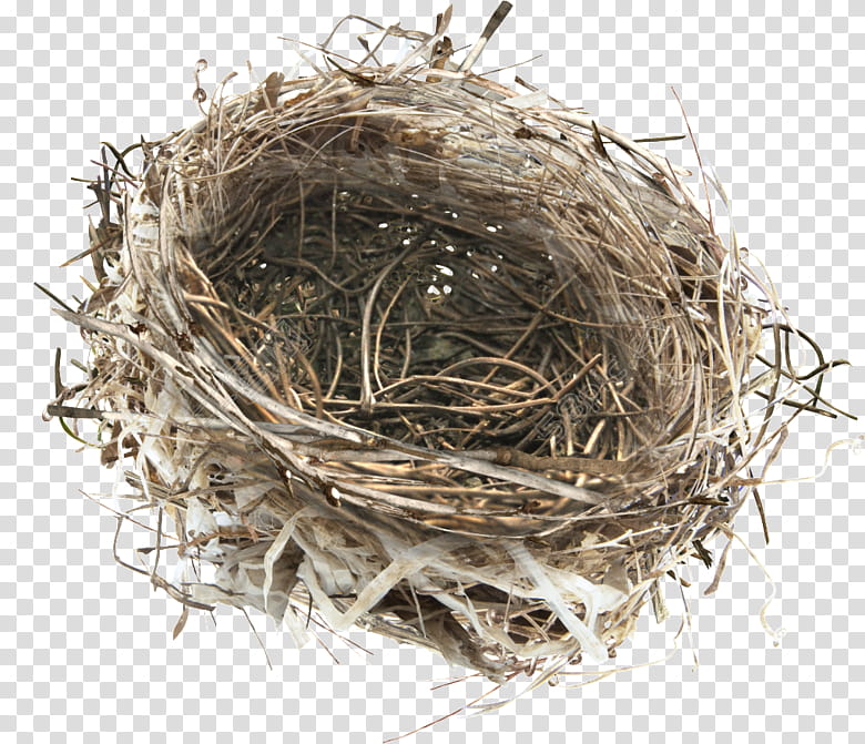 Swallow Bird, Edible Birds Nest, Bird Nest, Owl, Drawing, Feather, Bird Egg, Twig transparent background PNG clipart