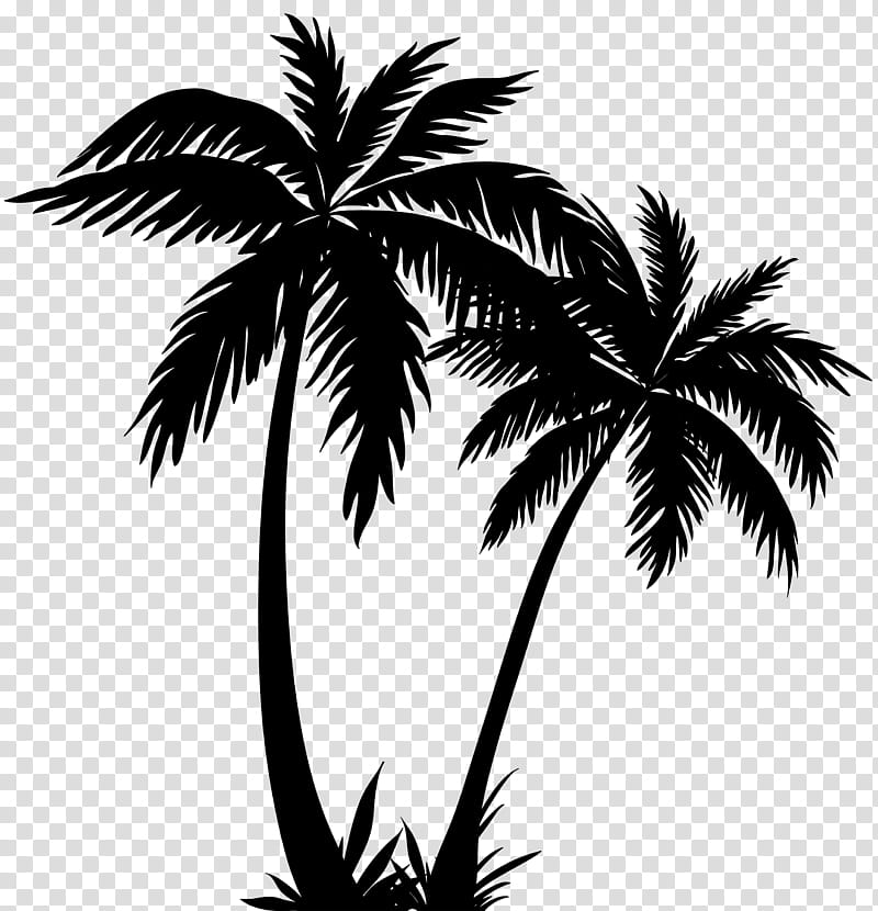 Palm tree, Arecales, Plant, Blackandwhite, Woody Plant, Leaf, Attalea Speciosa, Elaeis transparent background PNG clipart