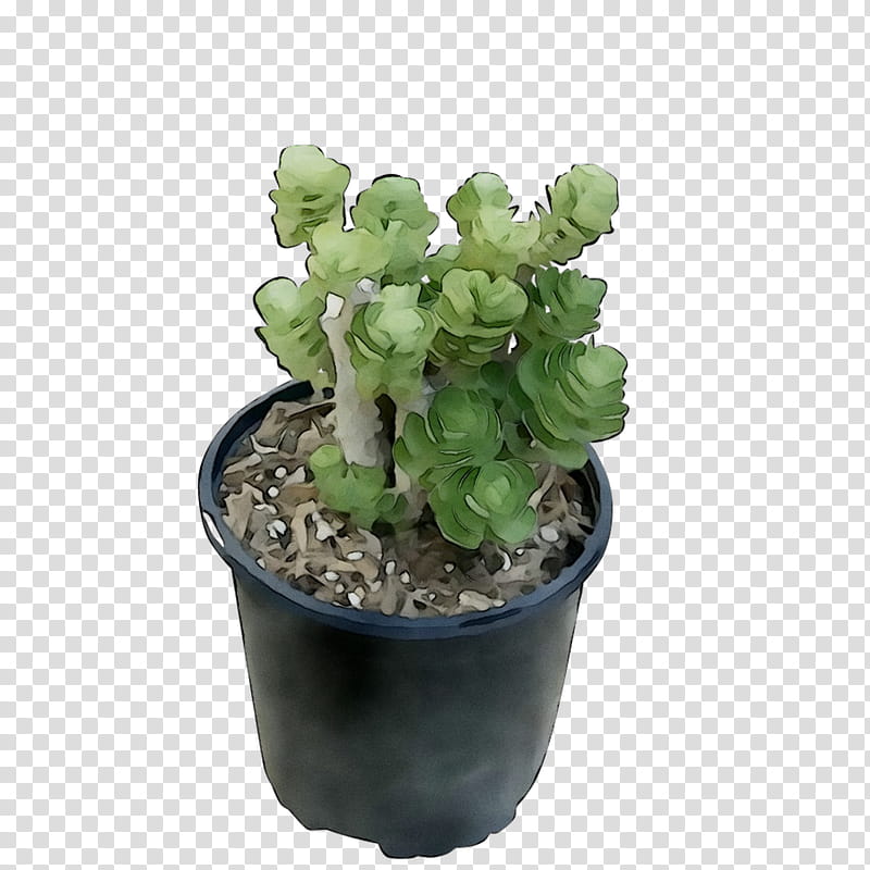 Artificial Flower, Flowerpot, Echeveria, Houseplant, Succulent Plant, Cactus, Plants, Aspidistra Elatior transparent background PNG clipart