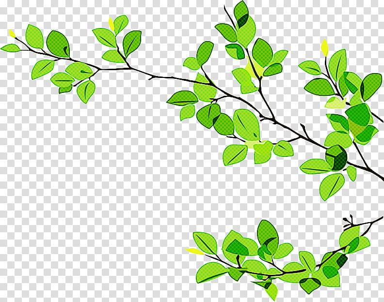 Green Leaf, Twig, Branch, Tree, Gum Trees, Plant, Flower, Plant Stem transparent background PNG clipart